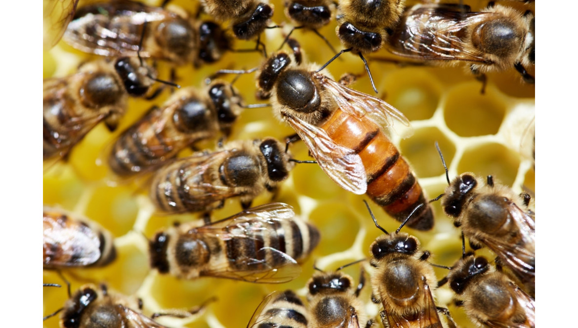 ¿Cómo es una abeja reina? ¡Todo lo que debes saber sobre la monarca!